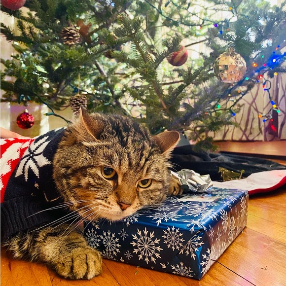 Meet your Posher, Enjoli - Picture 4 of 6